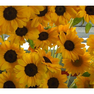 夏を代表する花 ヒマワリ切花50本[配送不可地域:離島]