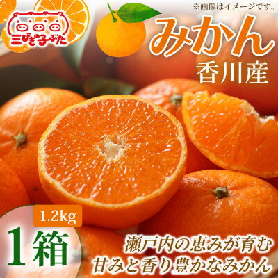 [甘さと酸味の絶妙]香川県産極上みかんを家族みんなで味わう みかん(ハウス)(1.2kg)1箱