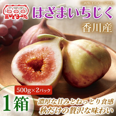 [とろける甘み]大玉いちじくをそのまま堪能 はざまいちじく(香川県仲多度郡)500g×2パック×1[配送不可地域:離島・北海道・沖縄県]