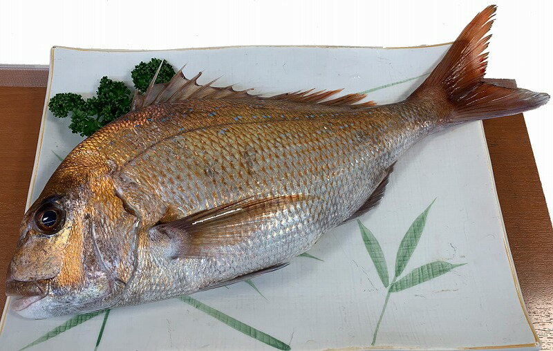 山家鮮魚 天然真鯛 刺身用 (4人〜5人前) 約1.0kg 1尾 天然 真鯛 朝獲れ 三枚おろし 瀬戸内海 新鮮 魚介 水産 お祝い お取り寄せグルメ グルメ 香川県 高松市 送料無料