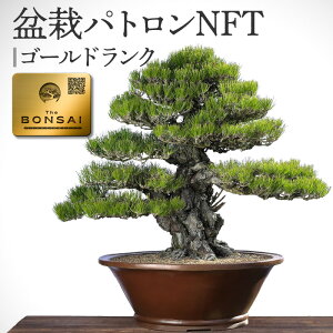 【ふるさと納税】盆栽パトロンNFT ゴールドランク | 北谷養盛園 盆栽園 北谷隆一氏 盆栽管理 コミュニティ 高松盆栽 文化振興 文化 伝統 非日常体験 パトロンNFT 顕彰 支援 インフルエンサー 特典 老舗 看板木 香川県 高松市 送料無料