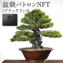 【ふるさと納税】盆栽 パトロン NFT ブラックランク 北谷養盛園 盆栽園 北谷隆一氏 盆栽管理 コミュニティ 高松盆栽 文化振興 文化 伝統 非日常体験 パトロンNFT 顕彰 支援 インフルエンサー ネームプレート 動画講座 特典 老舗 看板木 香川県 高松市 送料無料 1