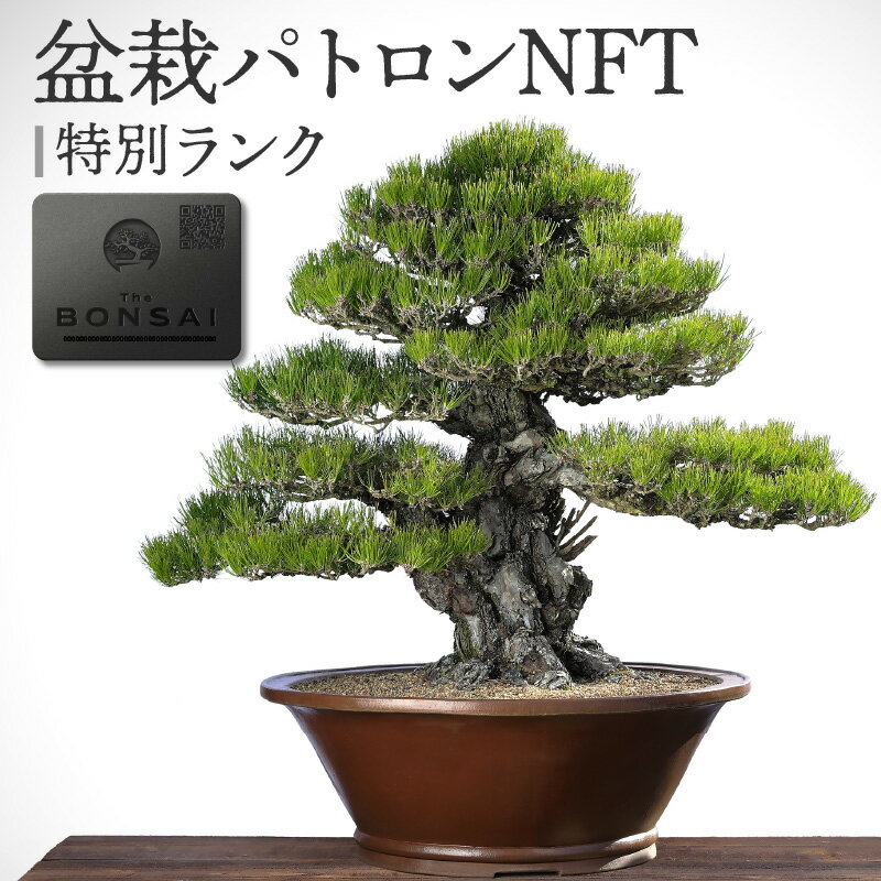 【ふるさと納税】盆栽 パトロン NFT 特別ラン...の商品画像