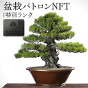 【ふるさと納税】盆栽パトロンNFT 特別ランク | 北谷養盛園 盆栽園 北谷隆一氏 盆栽管理 コミュニティ 高松盆栽 文化振興 文化 伝統 非日常体験 パトロン...