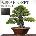 【ふるさと納税】盆栽 パトロン NFT 特別ランク 北谷養盛園 盆栽園 北谷隆一氏 盆栽管理 コミュニティ 高松盆栽 文化振興 文化 伝統 非日常体験 パトロンNFT 顕彰 支援 インフルエンサー 庵治石 ネームプレート 盆栽診断 動画講座 特典 老舗 看板木 香川県 高松市 送料無料