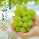 【ふるさと納税】マスカット・オブ・アレキサンドリア 約2kg(6P入り)【2025-8月上旬〜2025-9月中旬配送】 | フルーツ 果物 ぶどう ブドウ 瀬戸...