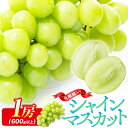 【ふるさと納税】シャインマスカット 化粧箱 1房 ( 600g以上 ) 【2024-8月下旬〜2024-9月下旬配送】 | ギフト 贈り物 プレゼント 果物 フ...