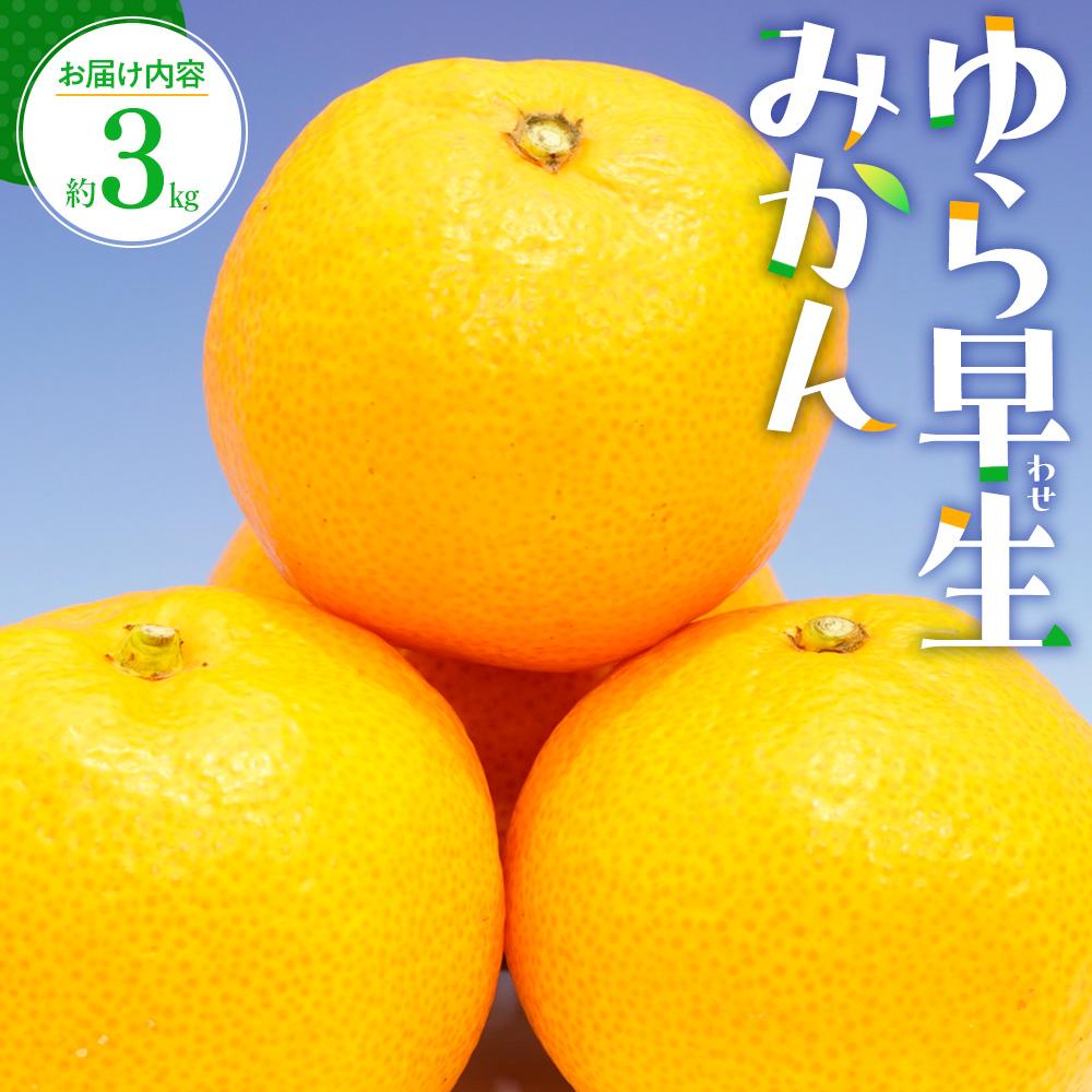 【ふるさと納税】ゆら 早生 みかん 約3kg【2025-9月下旬~2025-11月上旬配送】 | 果物 フルーツ 柑橘 デザート おやつ 甘い 露地みかん 高糖度 爽やか ジューシー 果汁 果肉 お取り寄せ お取り寄せグルメ おすすめ