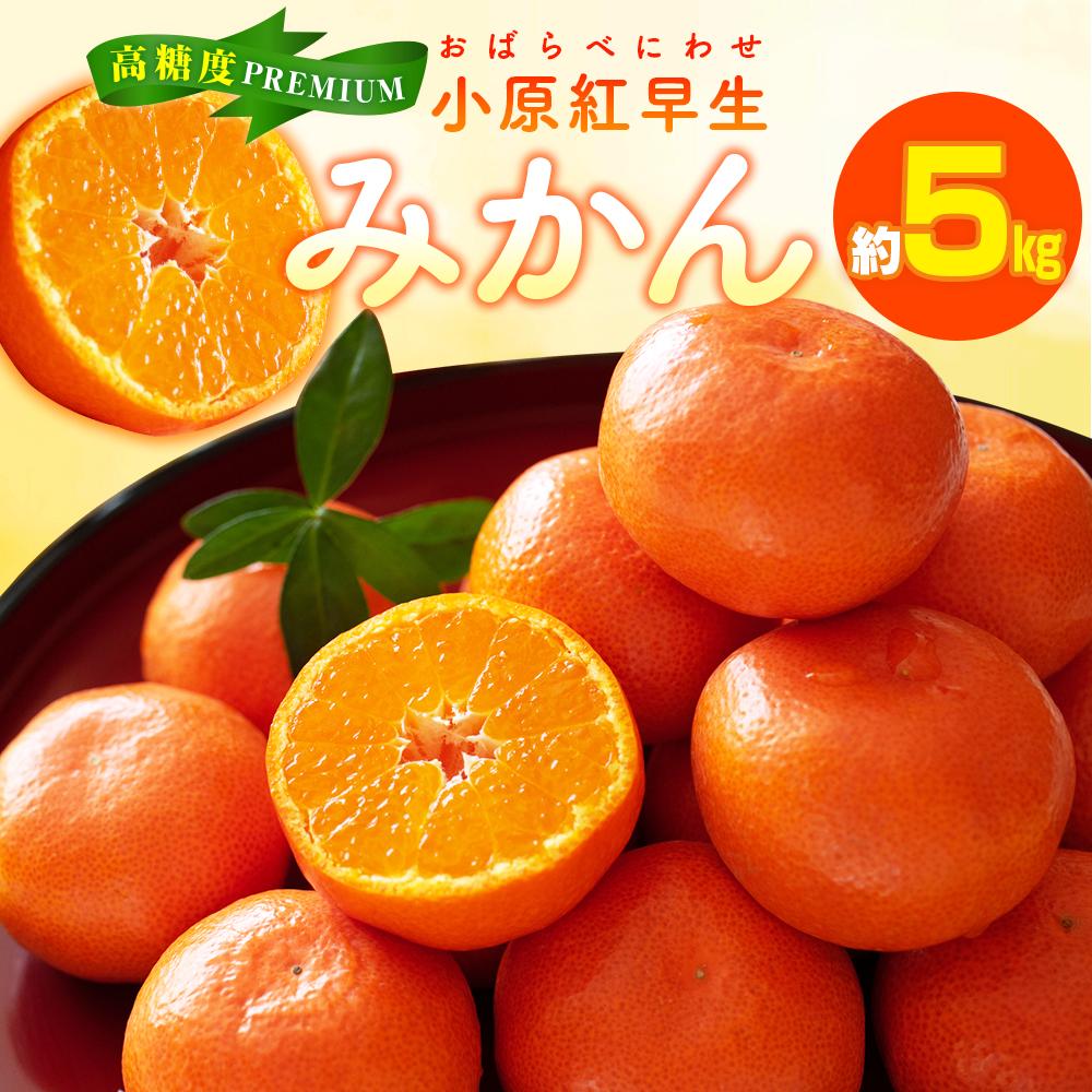 【ふるさと納税】高糖度 プレミアム小原紅早生みかん 約5kg【2025-11月中旬~2026-1月中旬配送】 | 中旬 みかん ミカン 果物 オリジナル品種 Lサイズ Sサイズ 混合 柑橘 フルーツ デザート スイーツ 産地直送