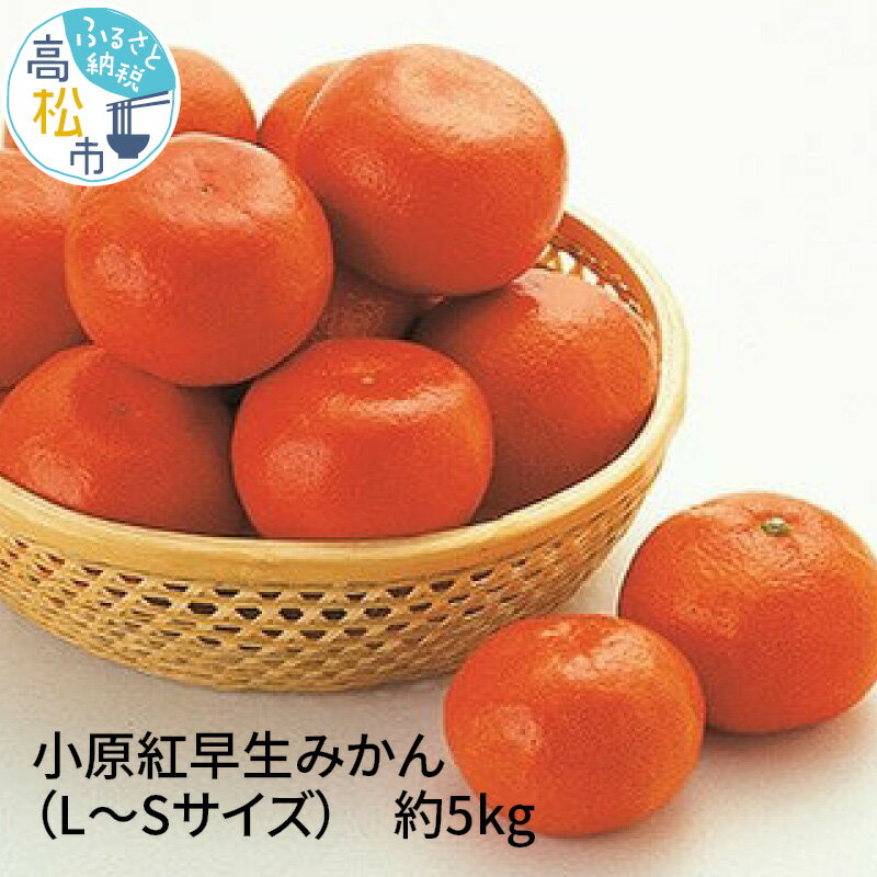 【ふるさと納税】 小原紅早生みかん LSサイズ 約5kg 1