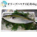 【ふるさと納税】 期間限定 オリーブハマチ 1尾 約 4kg ハマチ 刺身 塩焼き しゃぶしゃぶ 酸 ...