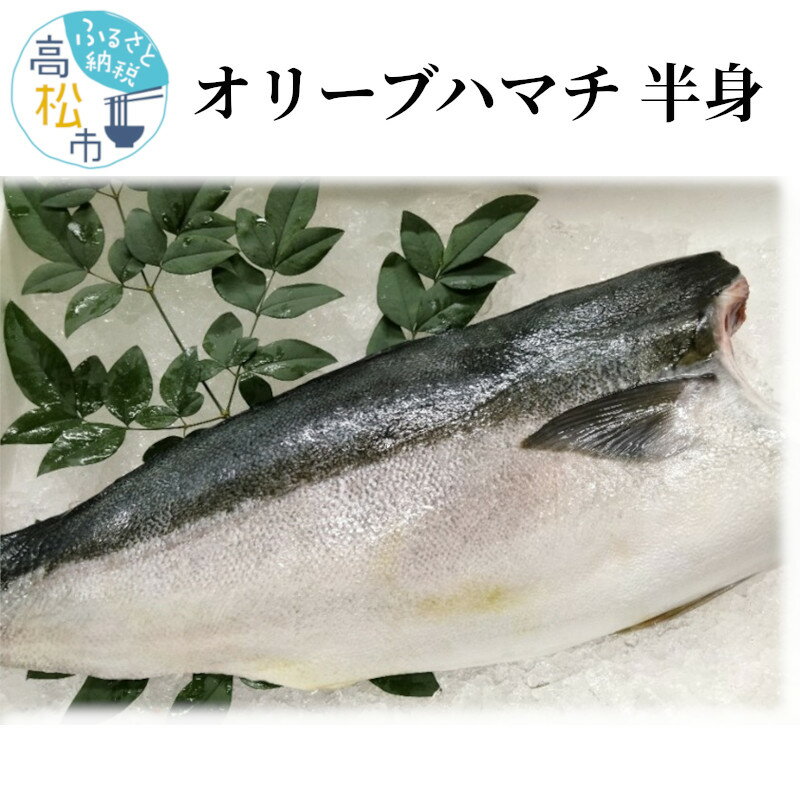 【ふるさと納税】 期間限定 オリーブハマチ 半身 約1000g ハマチ 刺身 塩焼き しゃぶしゃぶ 酸化や変色しにくい肉質 さっぱりとした味わい オリジナルブランド 食品 食べ物 魚介類 お取り寄せ …