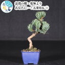 【ふるさと納税】盆栽 五葉松 松 樹齢 約 7年 H20cm W11cm 鉢付き K-1 戸外 室内 盆栽の郷 高松市 鬼無町 小西小楽園 お取り寄せ 趣味 栽培 観賞 癒し ギフト プレゼント 贈り物 世界のBONSAI 鬼無植木盆栽センター 送料無料