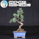 【ふるさと納税】盆栽 五葉松 松 樹齢 約 9年 H25cm W16cm 鉢付き K-2 戸外 室内 盆栽の郷 高松市 鬼無町 小西小楽園 お取り寄せ 趣味 栽培 観賞 癒し ギフト プレゼント 贈り物 世界のBONSAI 鬼無植木盆栽センター 送料無料