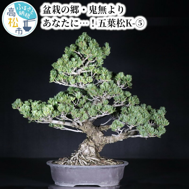 【ふるさと納税】盆栽 五葉松 松 樹齢 約 35年 H65cm W77cm 鉢付き K-5 戸外 室内 盆栽の郷 高松市 鬼無町 小西小楽園 お取り寄せ 趣味 栽培 観賞 癒し ギフト プレゼント 贈り物 世界のBONSAI 鬼無植木盆栽センター 送料無料