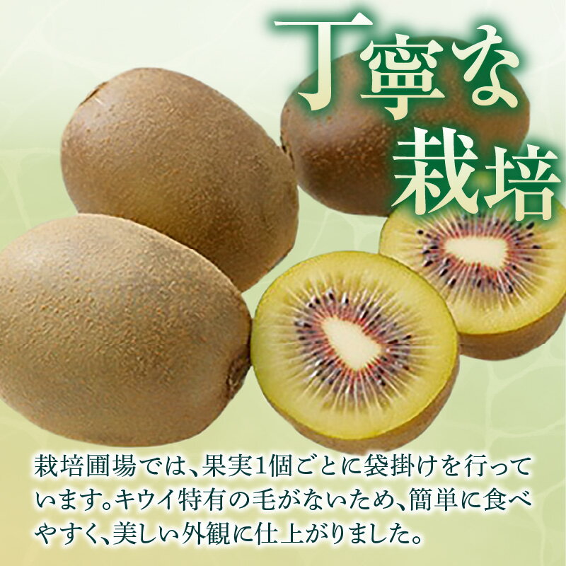 【ふるさと納税】厳選大玉 さぬきエンジェルスイート 化粧箱 約1kg【2025年11月中旬～2026年2月上旬配送】 | ギフト 贈り物 贈答用 贈答 プレゼント 果物 フルーツ デザート スイーツ 青果物 青果 産地直送 旬 旬の果物 季節 季節の果物 人気 お取り寄せ お取り寄せグルメ