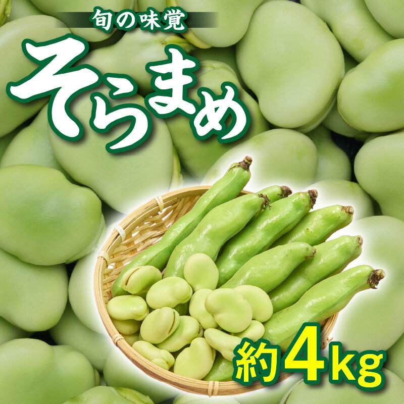 【ふるさと納税】期間限定 そらまめ 約4kg ふっくら 大粒 野菜 新鮮 旬 旬の味覚 食材 おうち時間 家庭用 自宅用 贈り物 お取り寄せ 食品 食べ物 産地直送 瀬戸内 香川県 高松市 送料無料