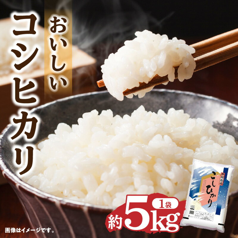 【ふるさと納税】コシヒカリ 約5kg 米 白米 お米 精米 
