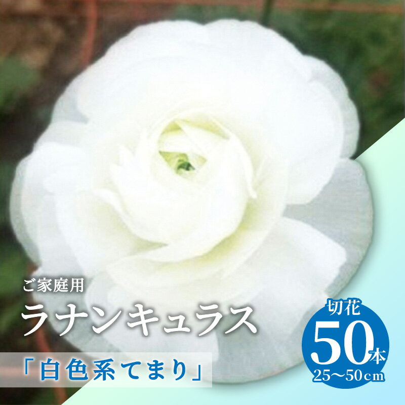  ラナンキュラス 白色系てまり 切花 50本 家庭用 花 フラワー 自宅用 華やか 美しい 花びら 上品 日持ちが良い 香川県 高松市 オリジナル品種 オリジナル 純白 白色 白 送料無料