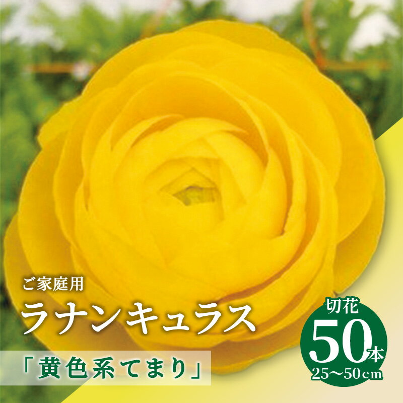 ラナンキュラス 黄色系てまり 切花 50本 家庭用 花 フラワー 花びら 自宅用 美しい 上品 香川県 高松市 オリジナル品種 オリジナル 日持ちが良い 黄色 ビタミンカラー 送料無料