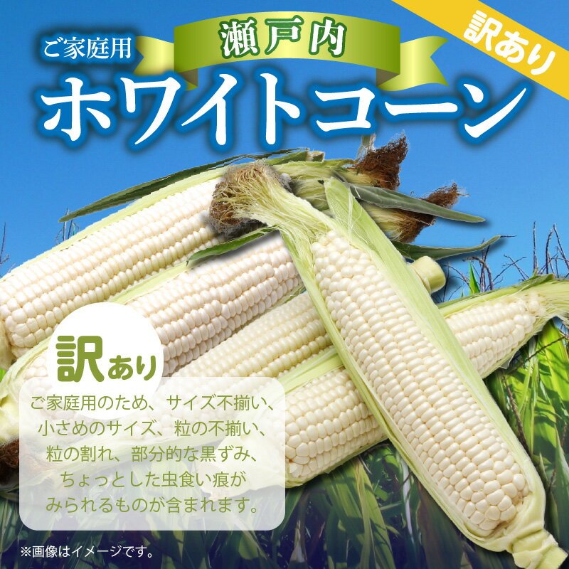 【ふるさと納税】訳あり 家庭用 瀬戸内 ホワイトコーン 約6kg コーン とうもろこし トウモロコシ コーン 野菜 瀬戸内 香川県 高松市 送料無料