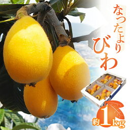 【ふるさと納税】びわ なつたよりびわ 約1kg 約 250g×4 パック 新品種 大玉 果物 フルーツ スイーツ 果汁 柔らかい みずみずしい 贈り物 贈答 自宅用 家庭用 おやつ デザート お取り寄せ グルメ お取り寄せグルメ 高松市産 香川県 高松市 送料無料