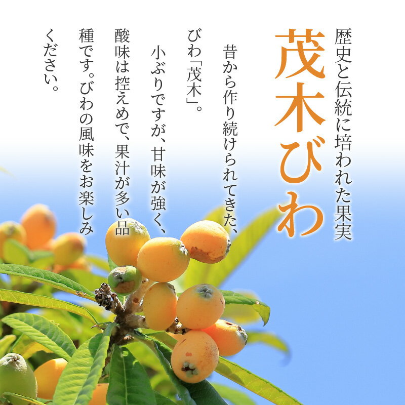 【ふるさと納税】茂木びわ 約1kg (約250g×4パック)【2026-5月中旬～2026-6月中旬配送】 | びわ 果物 フルーツ 青果物 青果 農産物 果実 果汁 アレンジ ゼリー ジャム 自宅用 家庭用 贈答 贈り物 ギフト プレゼント ご褒美 お取り寄せ お取り寄せグルメ 生鮮 生鮮食品 瀬戸内