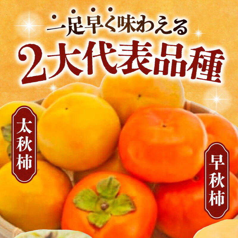 【ふるさと納税】家庭用 太秋柿 早秋柿 小玉 食べ比べ 6kg 柿 果物 フルーツ 訳あり デザート おやつ 果肉 肉厚 甘柿 シャキシャキ お取り寄せ お取り寄せグルメ 送料無料