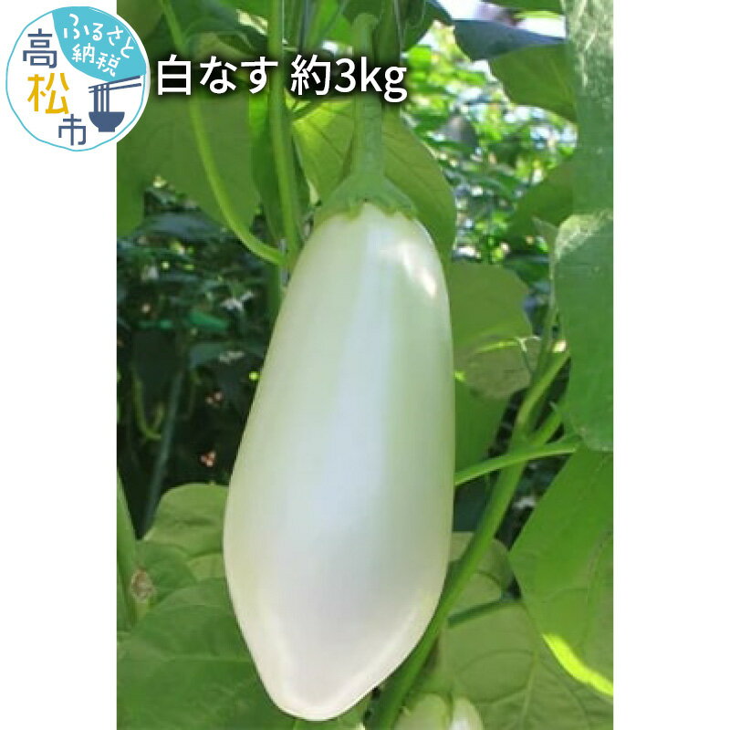 6位! 口コミ数「0件」評価「0」白なす 3kg 野菜 なす ナス 柔らかい 白い 希少 とろける 香川県 高松市 グリル ソテー 揚げもの 送料無料