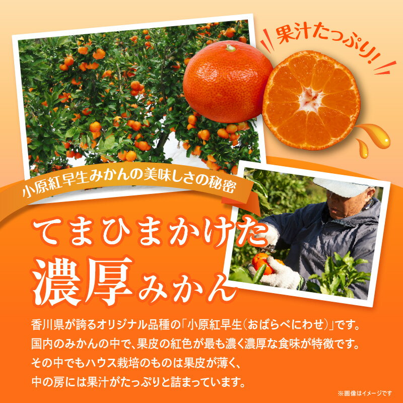 【ふるさと納税】貴重 ハウス 小原紅早生みかん 約2.5kg みかん 果物 フルーツ 送料無料 産地直送 食品 柑橘 お取り寄せ 蜜柑 ミカン 香川県 高松市 高品質 濃厚 オリジナル品種 果汁 たっぷり 3