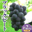 【ふるさと納税】ブラックビート 約2kg【2025-7月下旬〜2025-8月下旬配送】