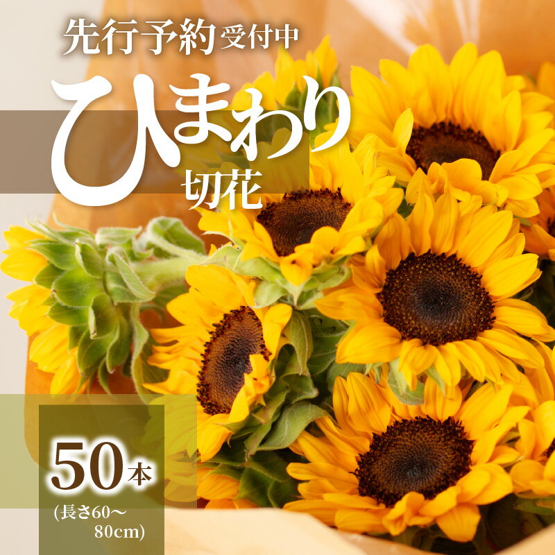 ひまわり 【ふるさと納税】ひまわり 切花 50本 花 夏 観賞用 観賞 花束 ブーケ フラワー 季節の花 風物詩 インテリア 雑貨 飾り 飾り付け おしゃれ かわいい アレンジメント フラワーアレンジメント フラワーアレンジ 生け花 香川県 高松市 送料無料