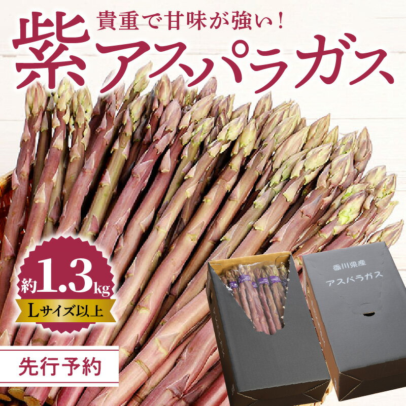 【ふるさと納税】 アスパラガス 紫アスパラガス Lサイズ 以上 約 1.3kg 甘みが強い アントシアニン 野菜 アスパラ 貴重 貴重品種 サラダ 料理 冷蔵 新鮮 ベジタリアン ベジタブル お取り寄せ お取り寄せグルメ ギフト 贈答用 送料無料