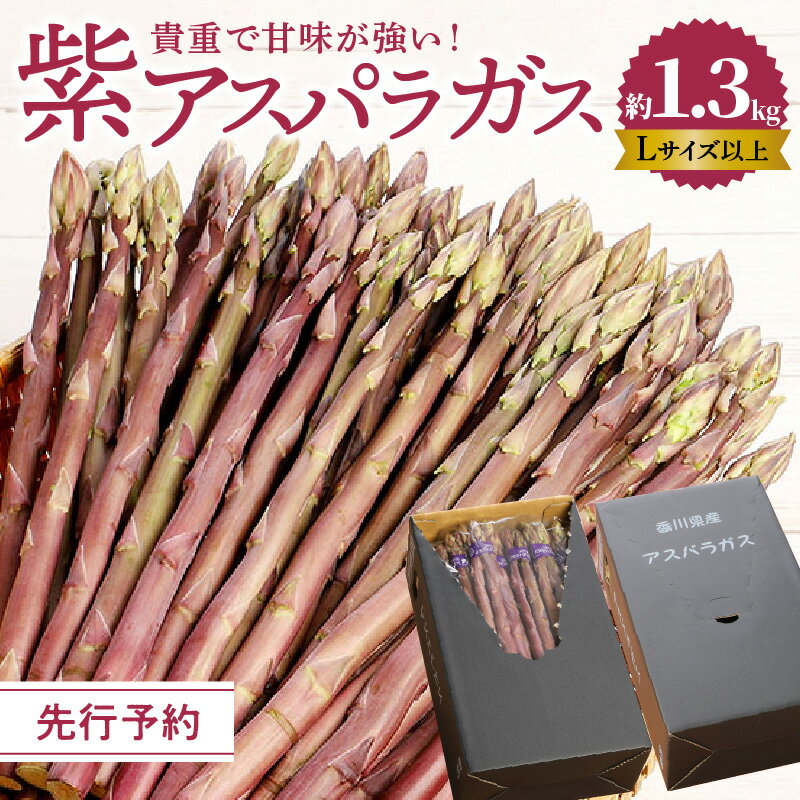 【ふるさと納税】 アスパラガス 紫アスパラガス Lサイズ 以上 約 1.3kg 甘みが強い アントシアニン 野菜 アスパラ 貴重 貴重品種 サラダ 料理 冷蔵 新鮮 ベジタリアン ベジタブル お取り寄せ お取り寄せグルメ ギフト 贈答用 送料無料