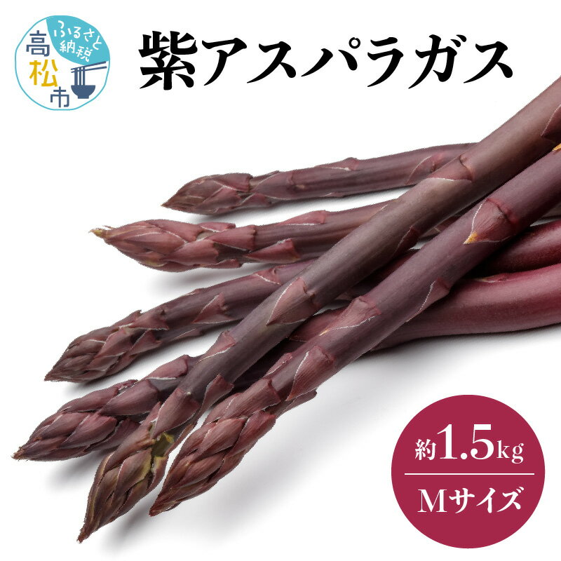 【ふるさと納税】貴重で甘みが強い! 紫アスパラガス ( Mサイズ ) 約1.5kg【2026-6月上旬〜2026-10月中旬配送】 | アントシアニン 野菜 ア...