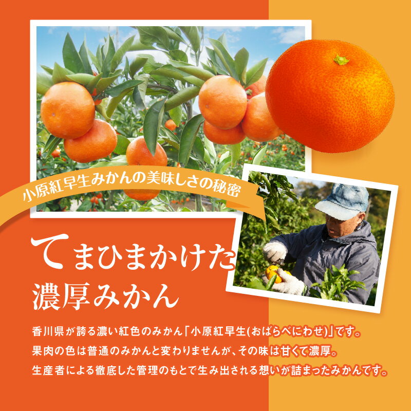 【ふるさと納税】訳あり 家庭用 小原紅早生みかん 約5kg サイズ混合 小玉 早生 みかん フルーツ 果物 果実 国内 国産 香川県 オリジナル 品種 果物 紅色 柑橘 オリジナル品種 小原紅早生 甘い お取り寄せ 送料無料