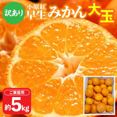 楽天ふるさと納税　【ふるさと納税】 【訳あり】 ご家庭用 小原紅早生みかん 大玉 約 5kg 11月中旬 1月中旬 みかん 蜜柑 小原紅早生 早生 果物 フルーツ 青果 青果物 デザート スイーツ アレンジ オレンジジュース みかんゼリー オリジナル品種 小原紅早生 Lサイズ 柑橘 フルーツ 送料無料