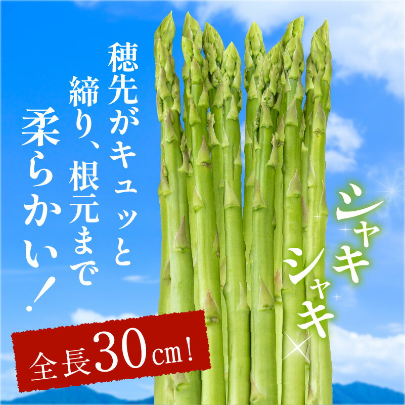 【ふるさと納税】 柔らかい さぬきのめざめ セミロング 30cm Lサイズ 約1kg アスパラガス 野菜 香川県 オリジナル 品種 シャキシャキ 瀬戸内 香川県 高松市 新鮮 長い ロング 送料無料