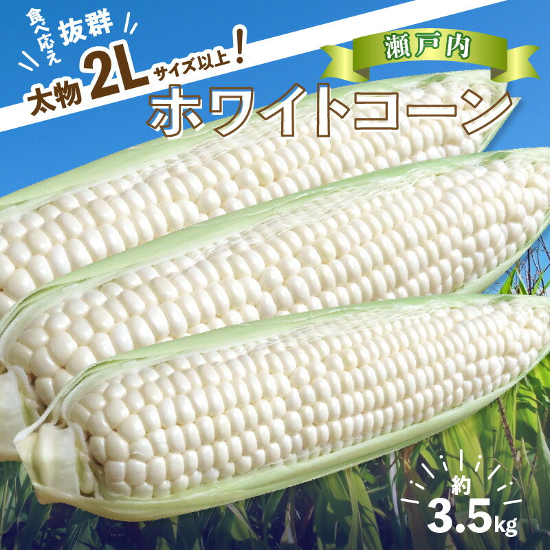 【ふるさと納税】＼寄附額改定／太物2Lサイズ以上!瀬戸内ホワイトコーン 約3.5kg【2025-6月中旬～2025-7月中旬配送】 | コーン とうもろこし トウモロコシ 野菜 瀬戸内 香川県 高松市 プチプチ 弾ける 甘い 鮮度のサムネイル
