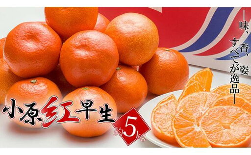 【ふるさと納税】 先行予約 特秀品 みかん 小原紅早生 約5kg 紅みかん 温州みかん 蜜柑 柑橘 甘い ふるさと納税 フルーツ 果物 くだもの デザート スイーツ ケーキ ジュース アイス シャーベット ジェラート ギフト プレゼント 贈答 ふるさと納税みかん ふるさと納税柑橘 【ふるさと納税】 先行予約 特秀品 みかん 小原紅早生 約5kg 紅みかん 温州みかん 蜜柑 柑橘 甘い ふるさと納税 フルーツ 果物 くだもの デザート スイーツ ケーキ ジュース アイス シャーベット ジェラート ギフト プレゼント 贈答 ふるさと納税みかん ふるさと納税柑橘