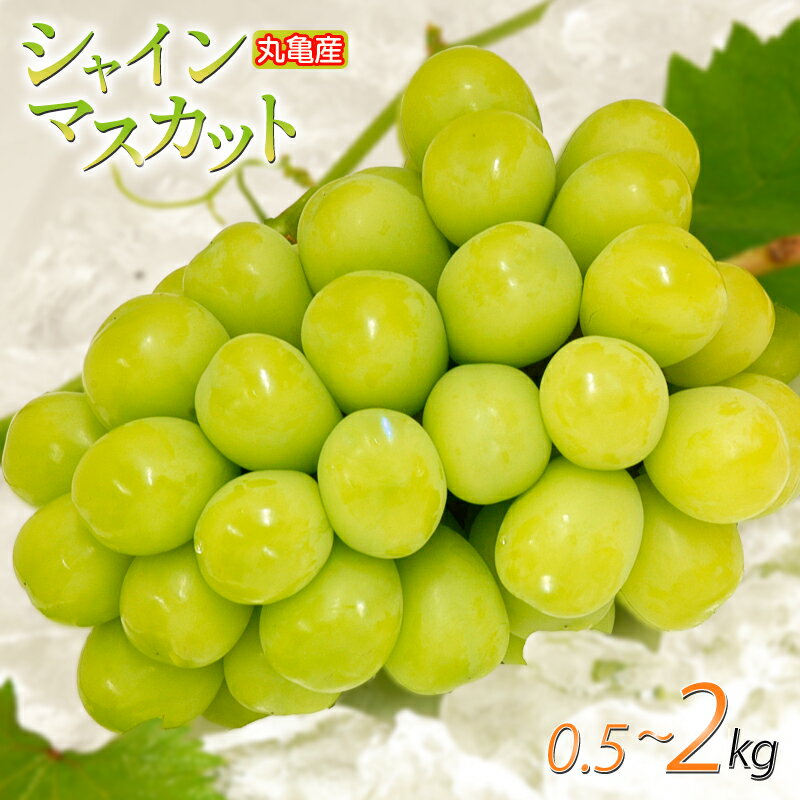 【ふるさと納税】 先行予約 シャインマスカット 選べる容量 500g ~ 2kg 通常箱 化粧箱 訳あり 冷蔵 ふるさと納税シャインマスカット ふるさと納税訳あり ふるさと納税ぶどう ぶどう マスカット 皮ごと 果物 フルーツ ギフト 贈答 香川県 丸亀市 ふるさと納税