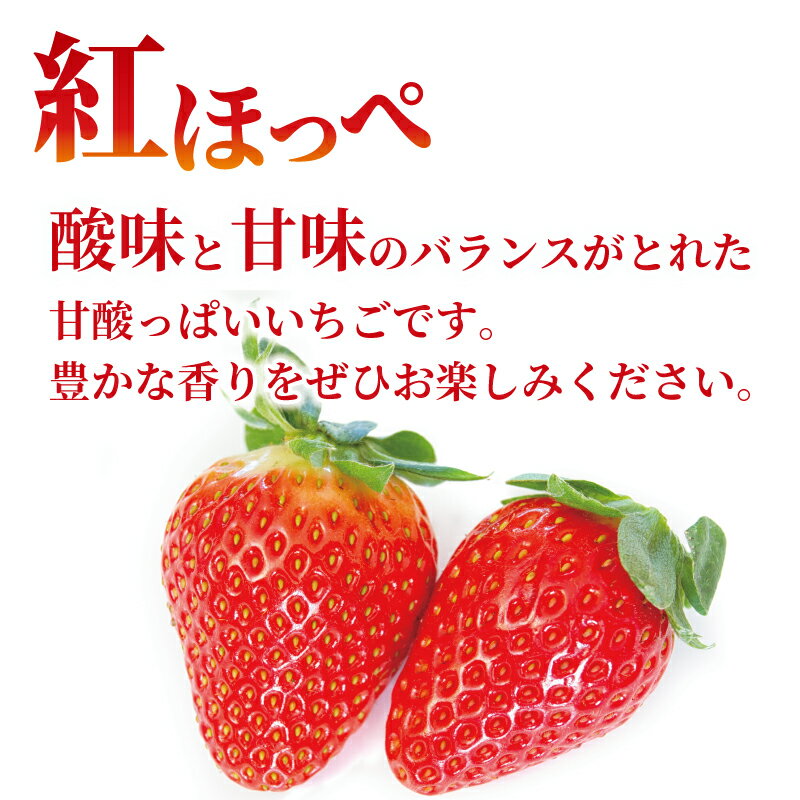 【ふるさと納税】 いちご 紅ほっぺ 苺 約 500g 1kg 【選べる配送月】 果物 フルーツ くだもの イチゴ ジューシー 果汁 果実 ケーキ ジュース ゼリー アイス ジャム デザート スイーツ ふるさと納税いちご ふるさと納税フルーツ 国産 香川県 丸亀市 発送期間：2月～5月