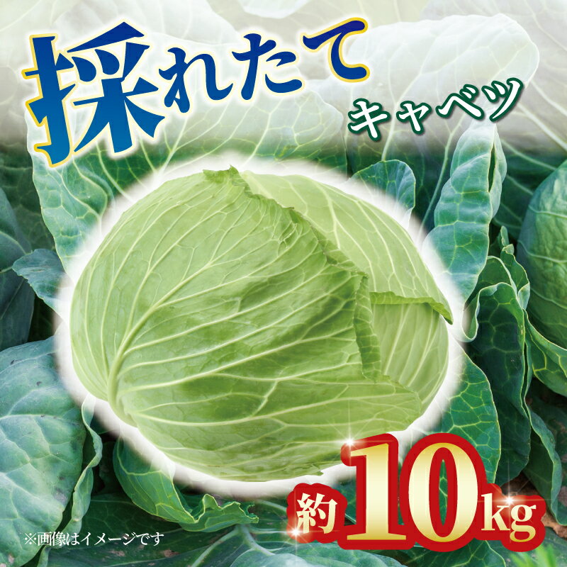 キャベツ 約10kg 4玉 〜 8玉 野菜 新鮮 サラダ 千切り 旬 お好み焼き ロールキャベツ スープ 野菜炒め 浅漬け 味噌汁 回鍋肉 常備菜 春キャベツ 冬キャベツ グリーンキャベツ 香川県 丸亀市