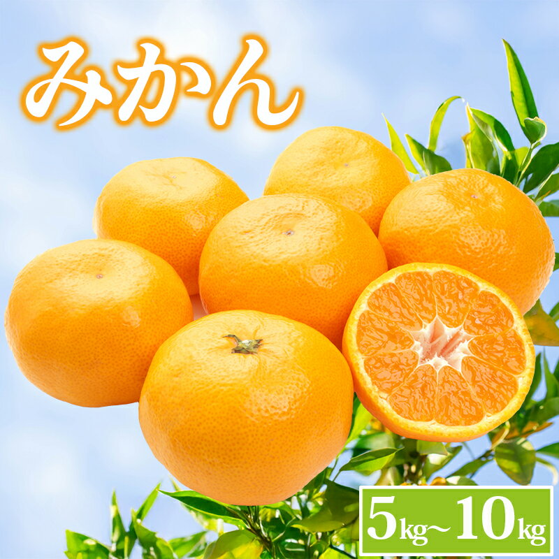 【ふるさと納税】 先行予約 みかん 選べる容量 約5kg 10kg 柑橘 ミカン 蜜柑 オレンジ 温州みかん デザ..