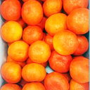 【ふるさと納税】 先行予約 みかん 約3kg 5kg 紅みかん 柑橘 ミカン 蜜柑 温州みかん オレンジ 果物 くだもの フルーツ ふるさと納税 甘い 糖度 人気 おすすめ デザート スイーツ アイス シャーベット ゼリー ふるさと納税みかん ふるさと納税柑橘 お取り寄せ 送料無料(4)