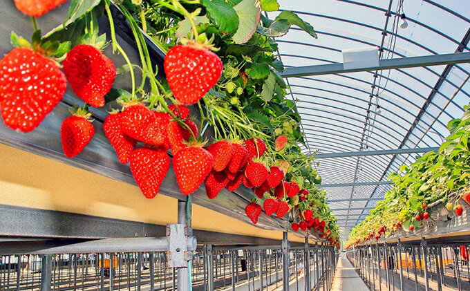 【ふるさと納税】 【先行予約】 いちご 2種 × 4パック 食べ比べ セット 紅ほっぺ さぬきひめ 詰め合わせ フルーツ 果物 旬 旬のフルーツセット 季節のフルーツ デザート おやつ 旬の果物 季節の果物 冷蔵 冷蔵配送 香川県 丸亀市