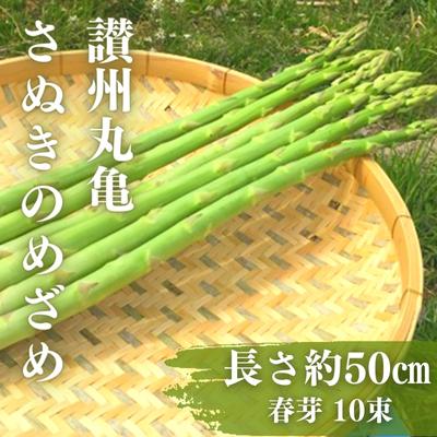 【ふるさと納税】なんと長さは約50センチ！さぬきのめざめ（春芽）10束 アスパラ 期間限定　【野菜・野菜セット・アスパラガス・さぬきのめざめ・アスパラ】　お届け：2023年3月1日〜3月30日のサムネイル