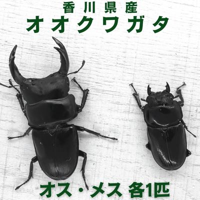 オオクワガタ オス・メス1ペア(各1匹・香川県産) [ 虫 昆虫 生き物 生物 子供 趣味 男の子 ペット 育成 観察 学習 ]