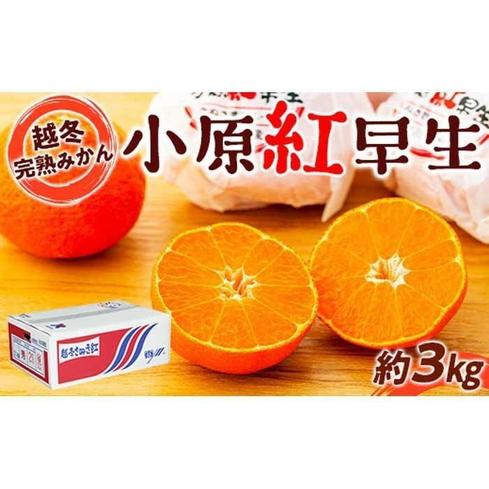 【ふるさと納税】越冬 完熟 みかん 小原紅早生 約3kg | 蜜柑 柑橘 果物 くだもの フルーツ 先行予約 期間限定 数量限定 お取り寄せ グルメ 冬 人気 おすすめ ギフト 香川県 坂出市