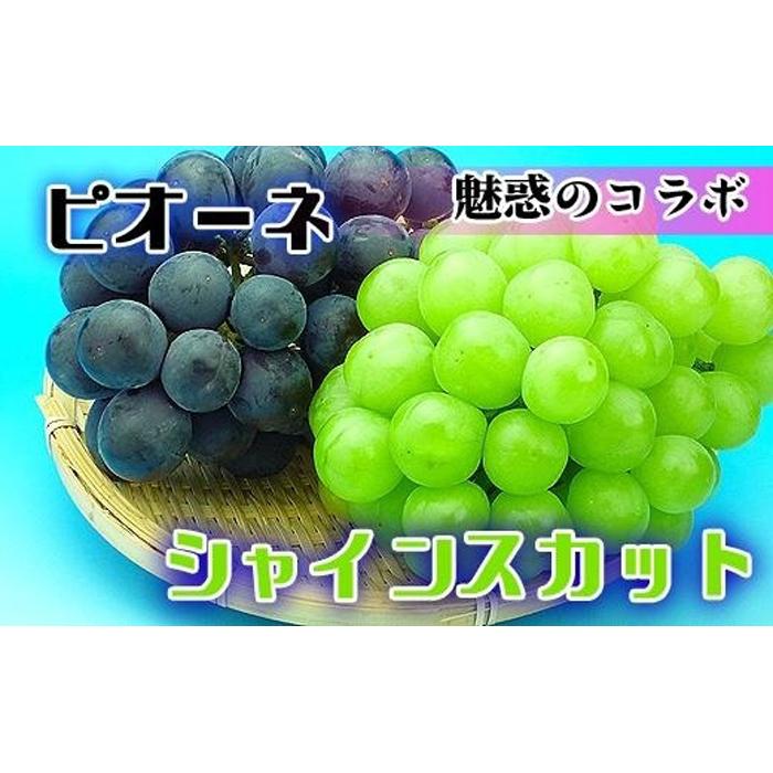 [2024年発送]シャインマスカット & ニューピオーネ セット 約2kg ( 種なしシャインマスカット 約1kg & 種なしニューピオーネ 約1kg ) 香川産 |ぶどう マスカット 人気品種 コラボ | フルーツ 果物 くだもの 食品 人気 おすすめ 送料無料